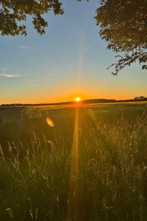 Sonnige Wiese bei Hage in Ostfriesland